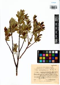 Salix dshugdshurica A. Skvortr., Siberia, Yakutia (S5) (Russia)