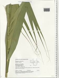Phragmites australis subsp. isiacus (Arcang.) ined., Eastern Europe, Central region (E4) (Russia)