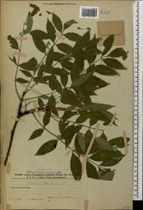 Fraxinus excelsior L., Caucasus, Azerbaijan (K6) (Azerbaijan)