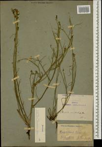 Chondrilla graminea M. Bieb., Caucasus, Armenia (K5) (Armenia)