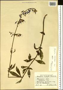 Adenophora triphylla (Thunb.) A.DC., Siberia, Russian Far East (S6) (Russia)