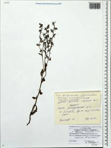 Lycopsis arvensis subsp. orientalis (L.) Kuzn., Eastern Europe, Central region (E4) (Russia)