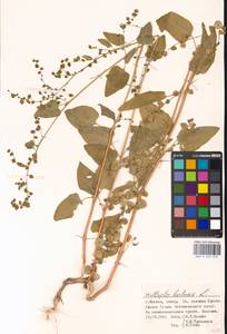 Atriplex hortensis L., Eastern Europe, Moscow region (E4a) (Russia)