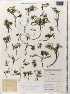 Astragalus fragrans Willd., Caucasus, Stavropol Krai, Karachay-Cherkessia & Kabardino-Balkaria (K1b) (Russia)