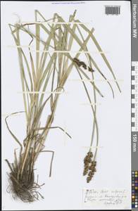 Carex vulpina L., Eastern Europe, Central forest region (E5) (Russia)