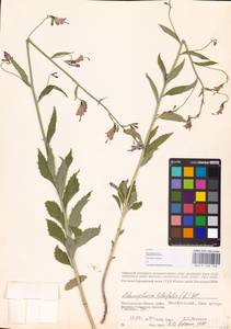 Adenophora liliifolia (L.) A.DC., Eastern Europe, Lower Volga region (E9) (Russia)