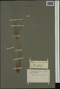 Eleocharis carniolica W.D.J.Koch, Western Europe (EUR) (Not classified)