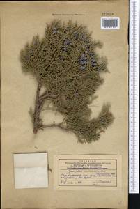 Juniperus excelsa subsp. polycarpos (K. Koch) Takht., Middle Asia, Western Tian Shan & Karatau (M3) (Kazakhstan)
