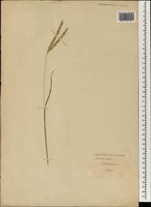 Andropogon distachyos L., South Asia, South Asia (Asia outside ex-Soviet states and Mongolia) (ASIA) (Syria)