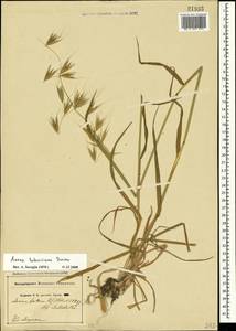 Avena sterilis subsp. ludoviciana (Durieu) Gillet & Magne, Crimea (KRYM) (Russia)