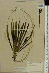 Stratiotes aloides L., Eastern Europe, Moscow region (E4a) (Russia)