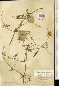 Clematis tangutica (Maxim.) Korsh., Mongolia (MONG) (Mongolia)