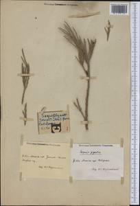 Sequoiadendron giganteum (Lindl.) J.T. Buchholz, America (AMER) (United States)