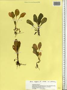 Beta vulgaris L., Eastern Europe, Central forest-and-steppe region (E6) (Russia)