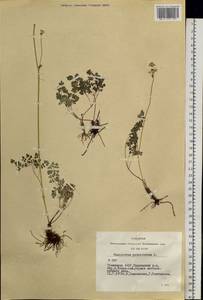 Thalictrum petaloideum L., Siberia, Altai & Sayany Mountains (S2) (Russia)