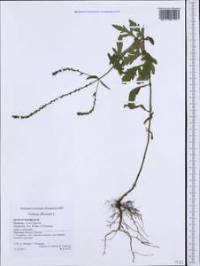 Verbena officinalis L., Western Europe (EUR) (Germany)
