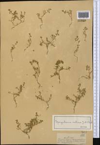 Spergularia marina (L.) Besser, Middle Asia, Muyunkumy, Balkhash & Betpak-Dala (M9) (Kazakhstan)