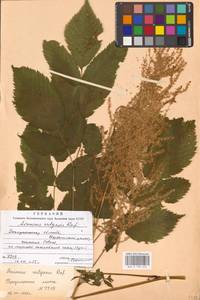 Aruncus dioicus (Walter) Fernald, Eastern Europe, West Ukrainian region (E13) (Ukraine)