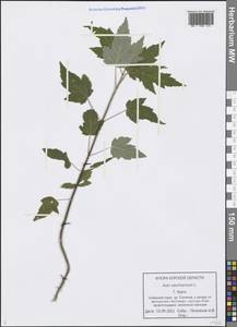 Acer saccharinum L., Eastern Europe, Central forest-and-steppe region (E6) (Russia)