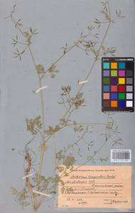 Anthriscus cerefolium (L.) Hoffm., Eastern Europe, Moldova (E13a) (Moldova)
