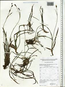 Carex podocarpa R.Br., Siberia, Russian Far East (S6) (Russia)