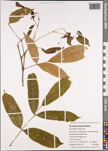 Picrasma javanica Bl., South Asia, South Asia (Asia outside ex-Soviet states and Mongolia) (ASIA) (Vietnam)