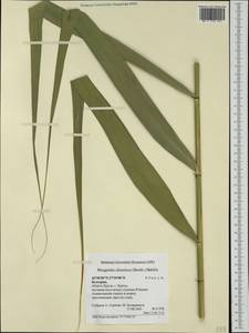 Phragmites australis subsp. isiacus (Arcang.) ined., Western Europe (EUR) (Bulgaria)