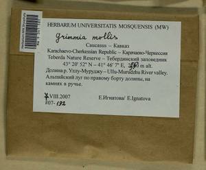 Grimmia mollis Bruch & Schimp., Bryophytes, Bryophytes - North Caucasus & Ciscaucasia (B12) (Russia)