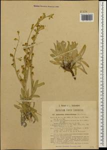 Anchonium elichrysifolium (DC.) Boiss., Caucasus, Azerbaijan (K6) (Azerbaijan)
