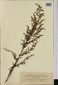 Artemisia annua L., Western Europe (EUR) (Romania)