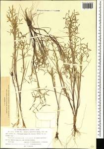 Cutandia memphitica (Spreng.) Benth., Caucasus, Azerbaijan (K6) (Azerbaijan)