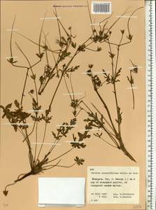Erodium neuradifolium Del. ex Godr., Eastern Europe, Belarus (E3a) (Belarus)