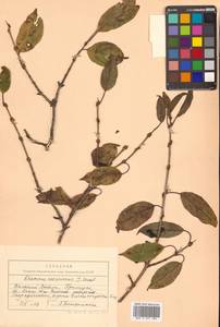 Rhamnus ussuriensis J.J.Vassil., Siberia, Russian Far East (S6) (Russia)