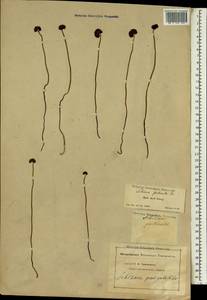 Schizaea pectinata (L.) Sw., Africa (AFR) (South Africa)