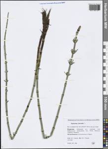 Equisetum fluviatile L., Siberia, Baikal & Transbaikal region (S4) (Russia)