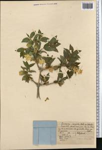 Lonicera hispida Pall. ex Roem. & Schult., Middle Asia, Pamir & Pamiro-Alai (M2) (Kyrgyzstan)