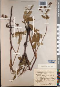 Comarum palustre L., Siberia, Altai & Sayany Mountains (S2) (Russia)