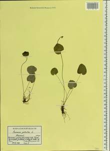 Parnassia palustris L., Eastern Europe, Central forest-and-steppe region (E6) (Russia)