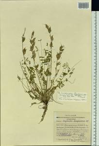 Oxytropis candicans (Pall.)DC., Siberia, Altai & Sayany Mountains (S2) (Russia)