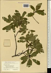 Quercus pubescens Willd. , nom. cons., Crimea (KRYM) (Russia)