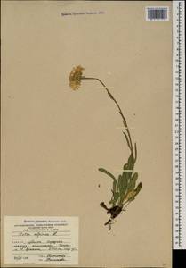 Aster alpinus L., Caucasus, South Ossetia (K4b) (South Ossetia)