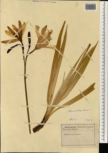 Hemerocallis lilioasphodelus L., South Asia, South Asia (Asia outside ex-Soviet states and Mongolia) (ASIA) (Slovenia)