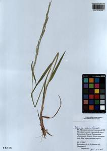 Glyceria notata Chevall., Siberia, Altai & Sayany Mountains (S2) (Russia)