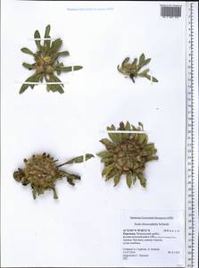 Pentanema rhizocephalum (Schrenk) Sennikov, Middle Asia, Western Tian Shan & Karatau (M3) (Kyrgyzstan)