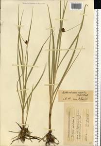 Bolboschoenus maritimus (L.) Palla, Eastern Europe, Moscow region (E4a) (Russia)
