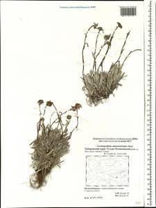 Leontopodium antennarioides Soczava, Siberia, Russian Far East (S6) (Russia)