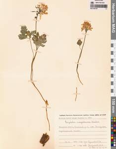 Corydalis magadanica A.P.Khokhr., Siberia, Chukotka & Kamchatka (S7) (Russia)