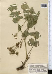 Semenovia dasycarpa (Regel & Schmalh.) Korovin ex Pimenov & V. N. Tikhom., Middle Asia, Pamir & Pamiro-Alai (M2) (Kyrgyzstan)