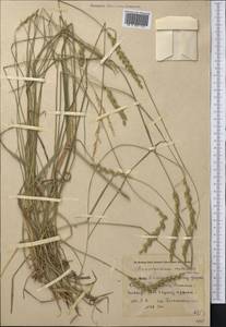 Leymus multicaulis (Kar. & Kir.) Tzvelev, Middle Asia, Pamir & Pamiro-Alai (M2) (Uzbekistan)