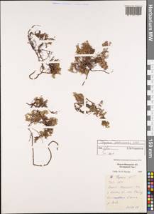 Thymus glabricaulis Klokov, Siberia, Western Siberia (S1) (Russia)